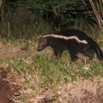 hog-nosed_skunk