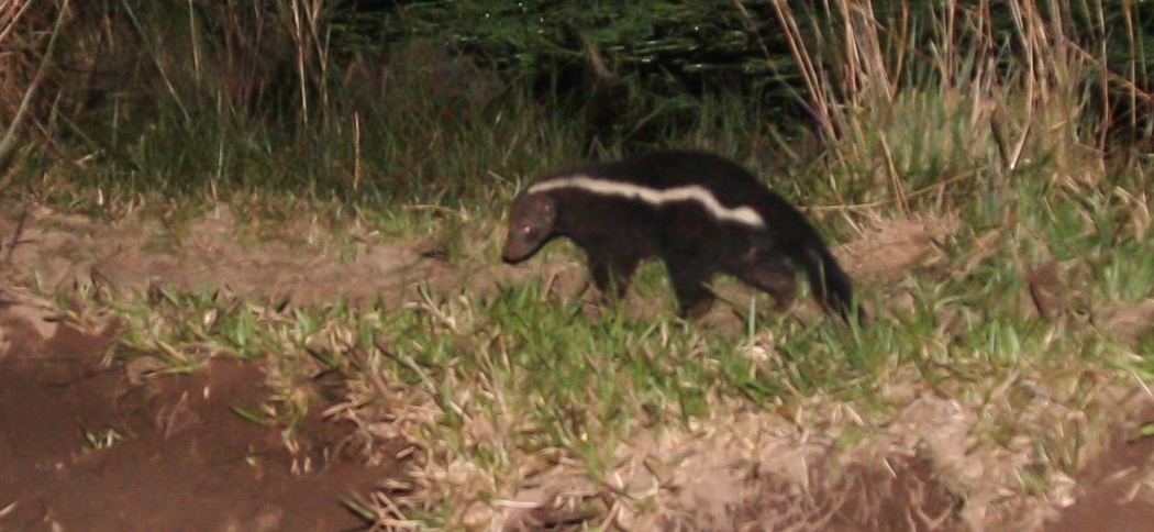 hog-nosed_skunk