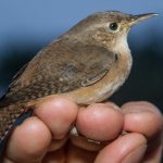 house_wren