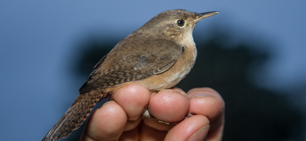 house_wren