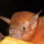 i30a410820181210noctilio_leporinus