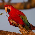img_3875_20190228guacamayo_rojo20190228guacamayo_rojo
