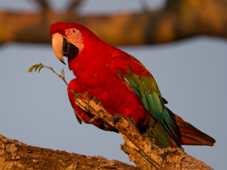 img_3875_20190228guacamayo_rojo20190228guacamayo_rojo