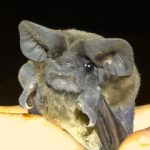 img_415520190227nyctinomops_laticaudatus