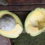 fijrst_fruit_don_luis