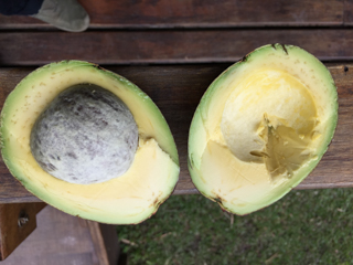 fijrst_fruit_don_luis