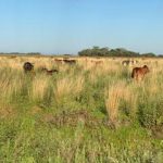 invading_cattle320x24020221204