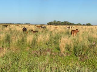 invading_cattle320x24020221204