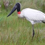 jabiru
