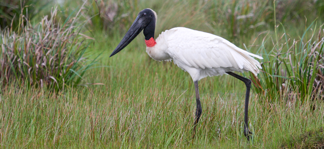 jabiru