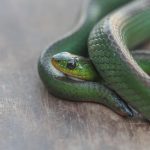jaegers_ground_snake