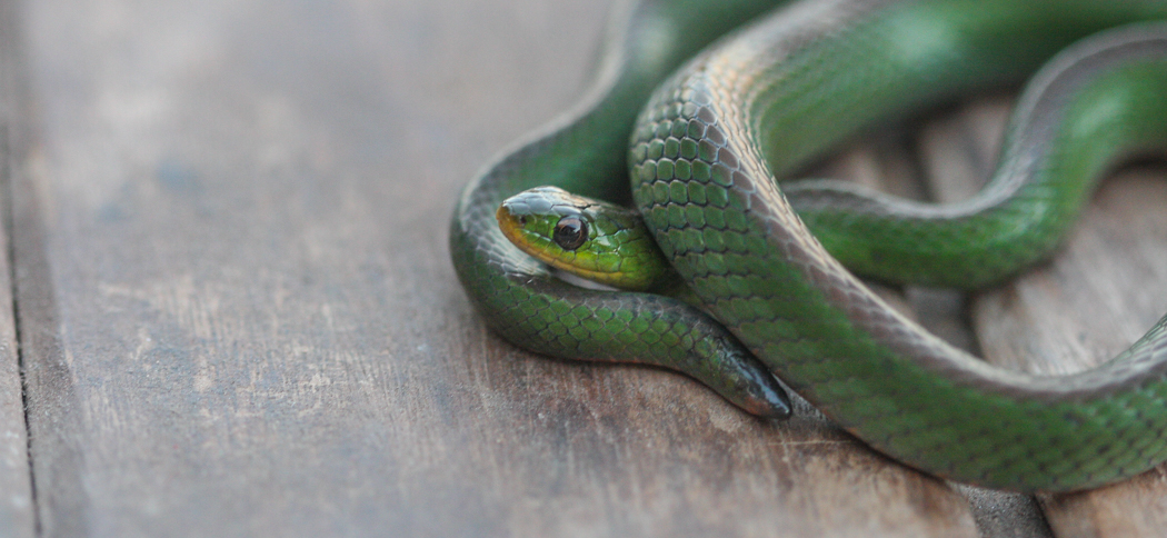 jaegers_ground_snake