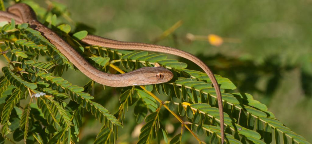 keeled_sepia_snake