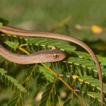 keeled_sepia_snake