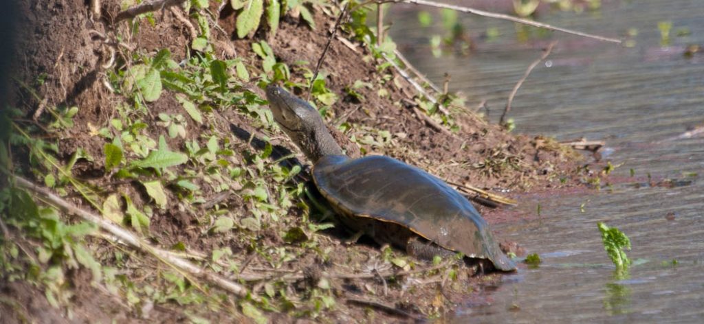 lake_turtle