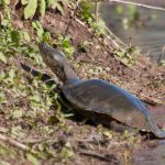 lake_turtle