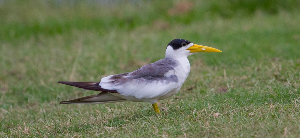 large-billed_tern