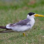 large-billed_tern