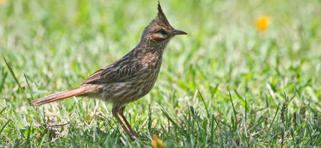 lark-like_brush_runner