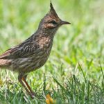 lark-like_brush_runner