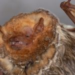 lasiurus_blossevillii