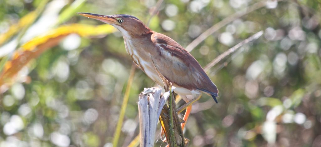 least_bittern