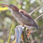 least_bittern