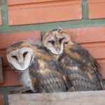 lechuza_de_campanarioi20230927