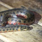 leopard_keelback