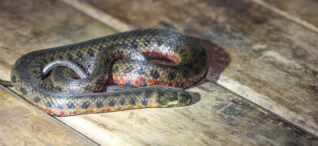 leopard_keelback