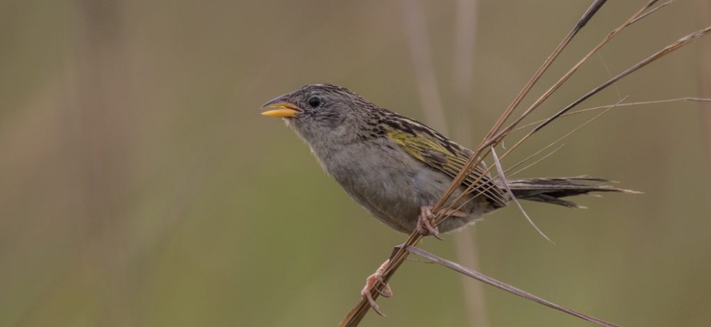 lesser_grass_finch