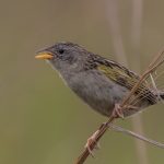lesser_grass_finch
