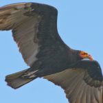 lesser_yellow-headed_vulture