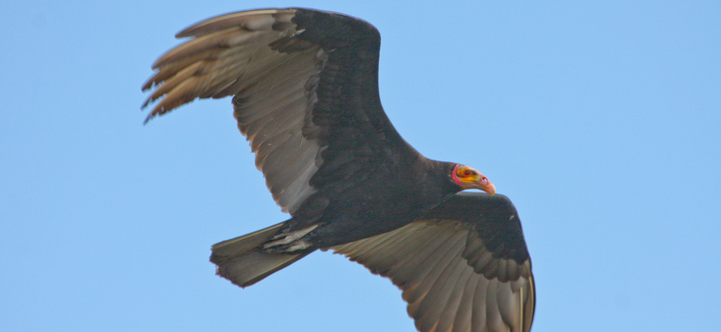 lesser_yellow-headed_vulture