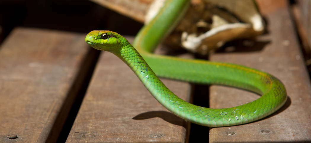 lichtensteins_green_racer