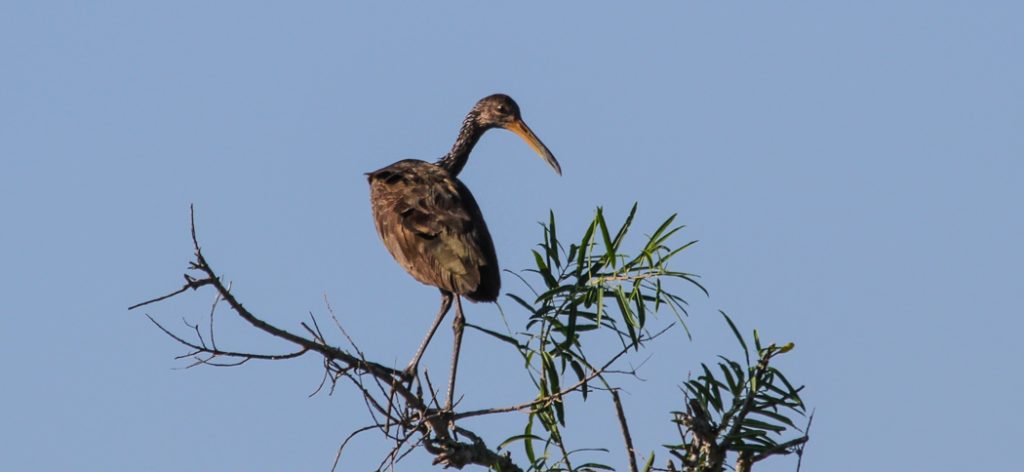 limpkin