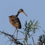 limpkin
