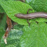 lined_skink