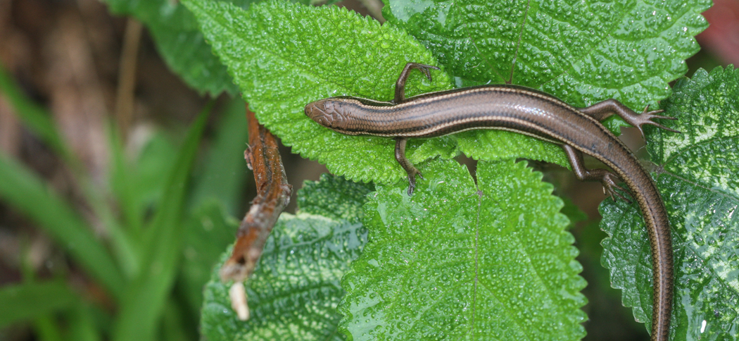 lined_skink