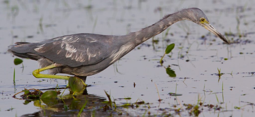 little_blue_heron_(juv)