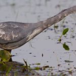 little_blue_heron_(juv)