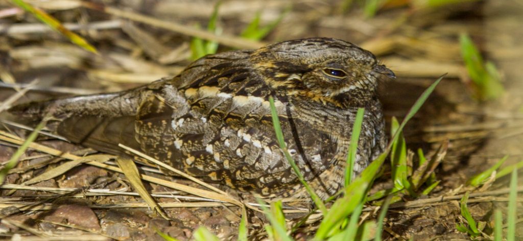 little_nightjar
