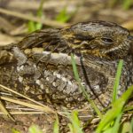 little_nightjar