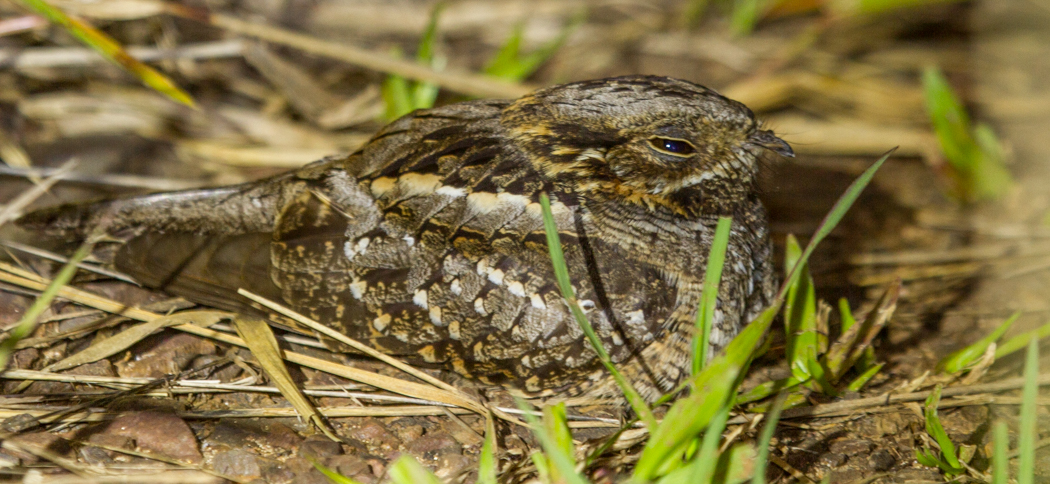 little_nightjar