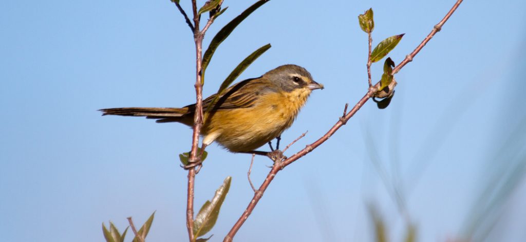 long-tailed_reed_finch