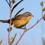 long-tailed_reed_finch