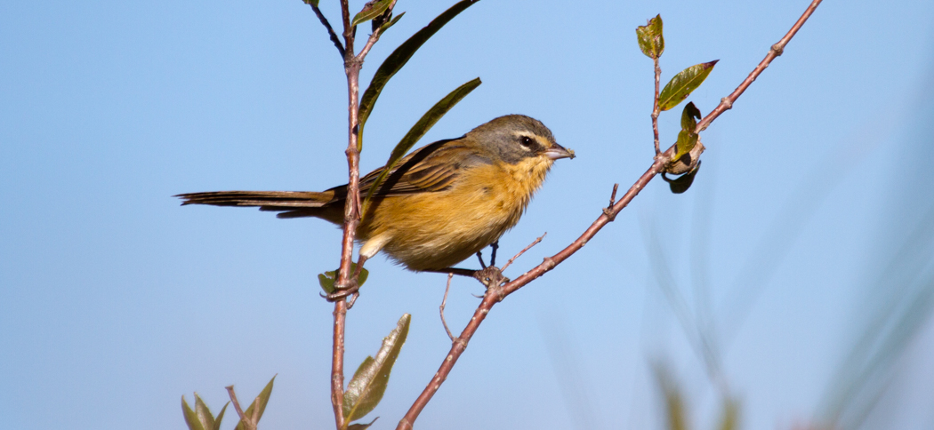 long-tailed_reed_finch