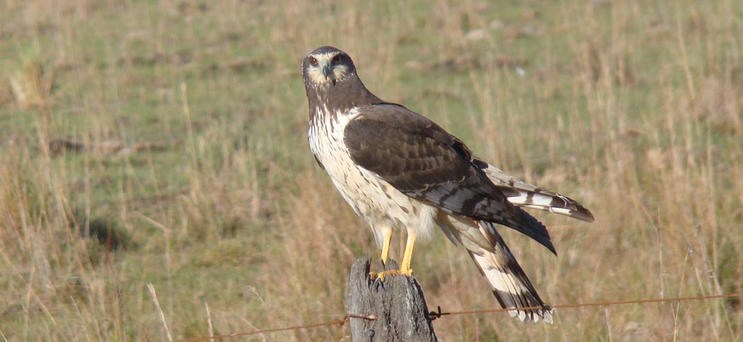 long-winged_harrier