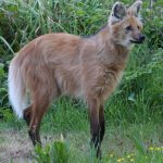 maned_wolf