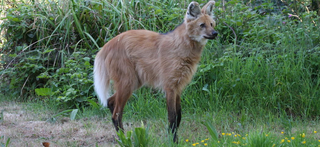 maned_wolf